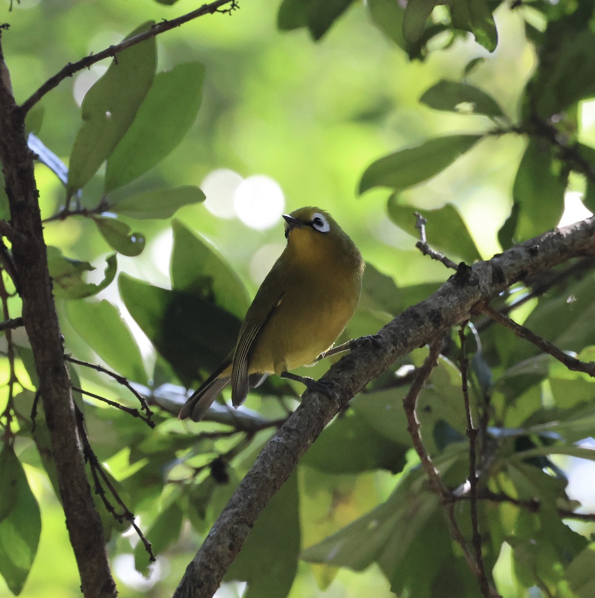 Mbulu White-eye - ML646520145