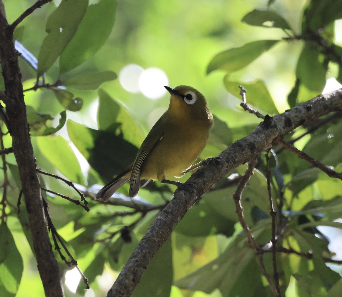 Mbulu White-eye - ML646520146