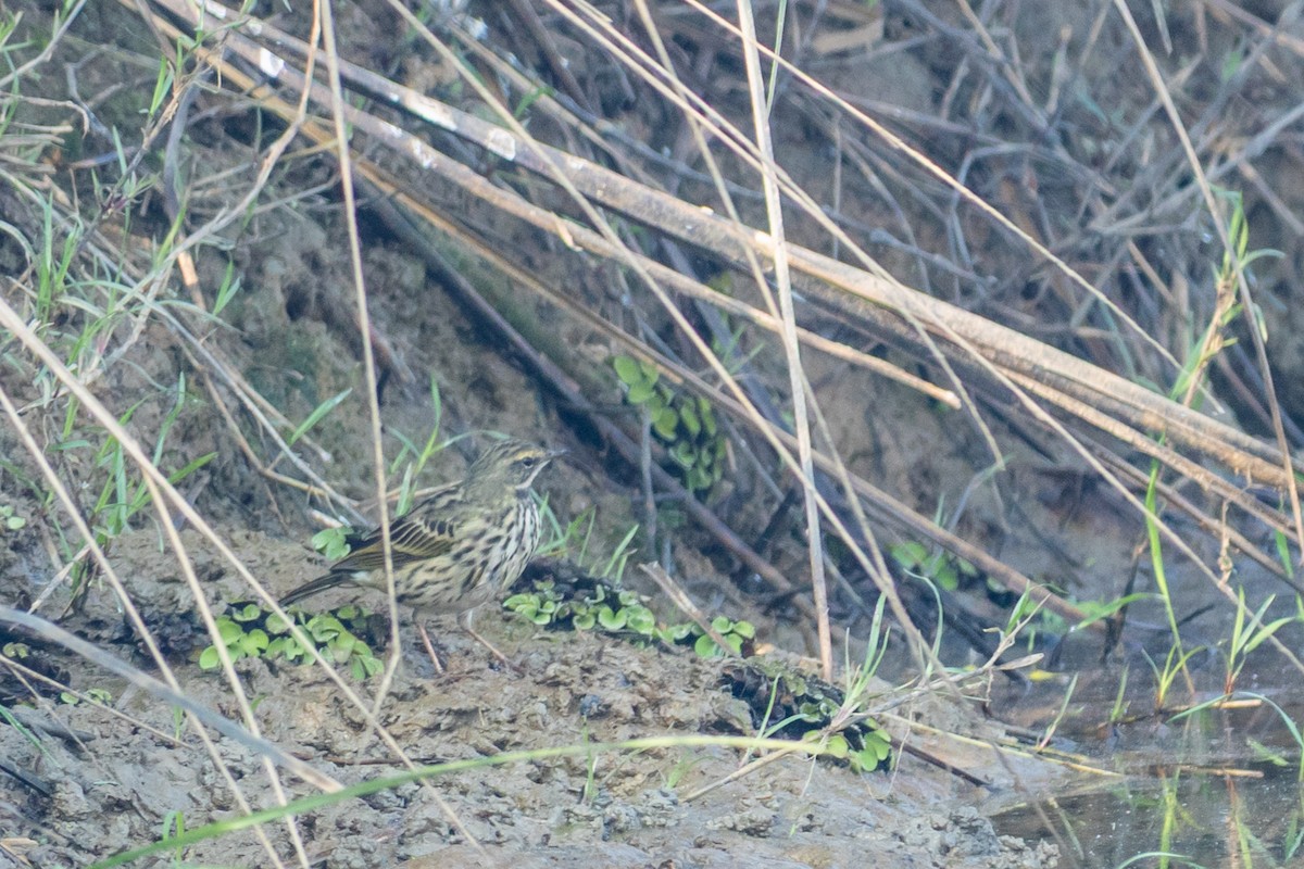 Rosy Pipit - ML646520148