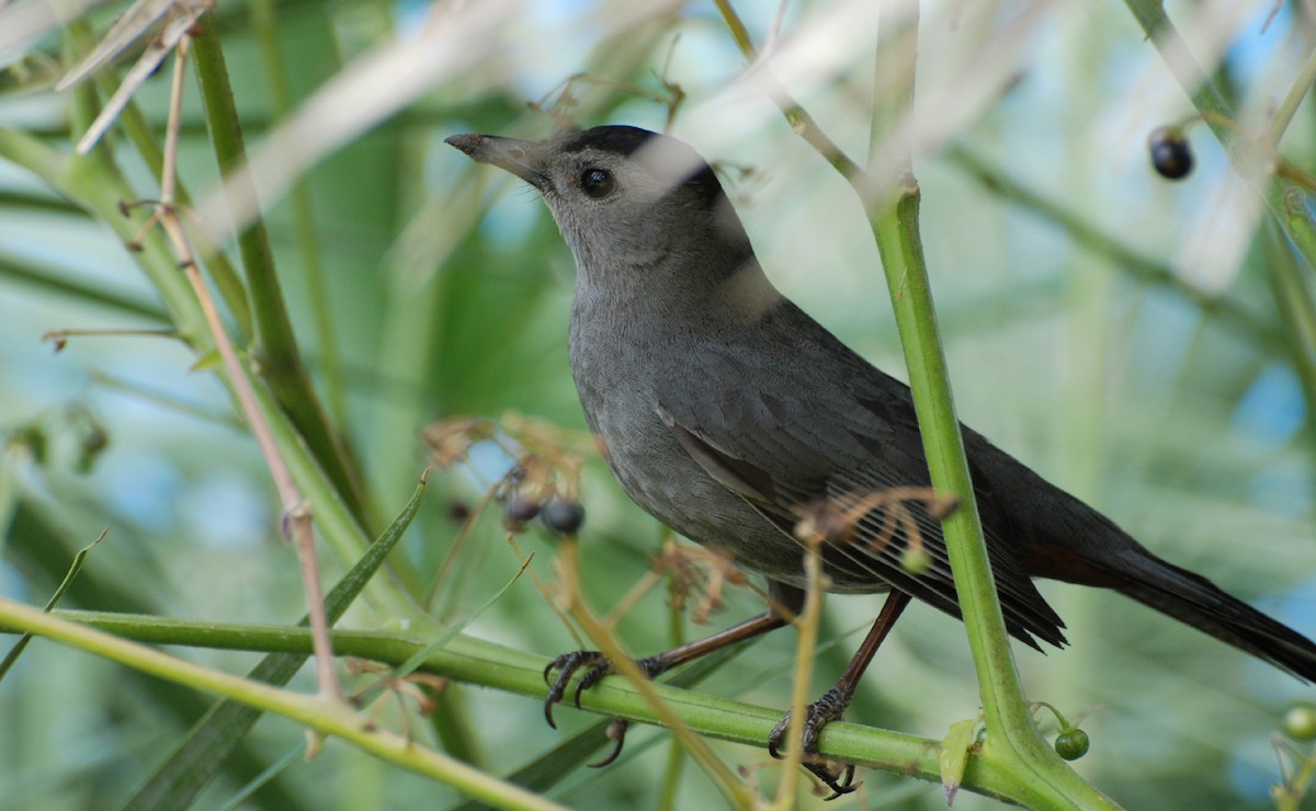 Gray Catbird - ML646520149