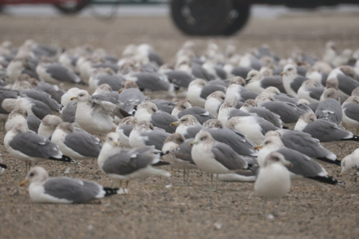 California Gull - ML646520150