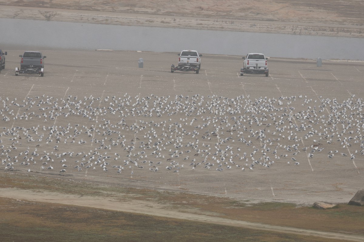 California Gull - ML646520151