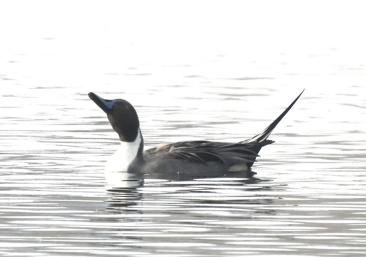 オナガガモ - ML646520153