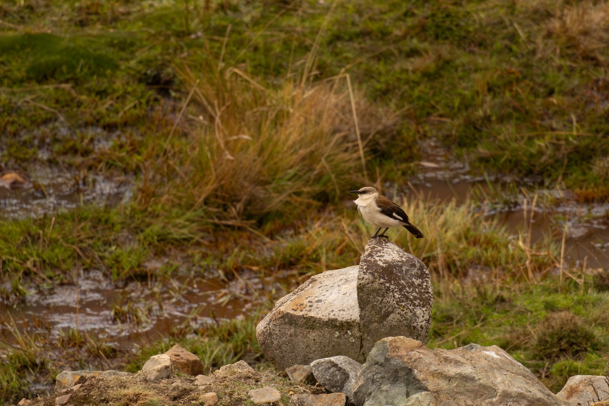 Weißbauch-Uferwipper - ML646520155