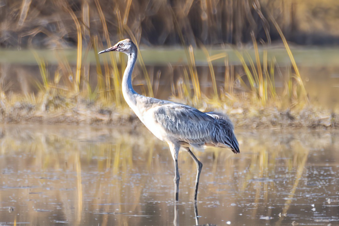 Журавель сірий - ML646520167