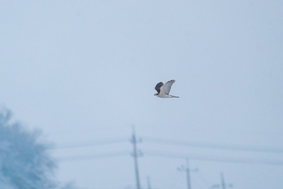 Eurasian Goshawk - ML646520172