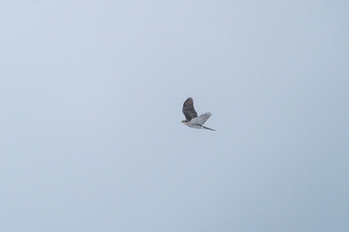 Eurasian Goshawk - ML646520173
