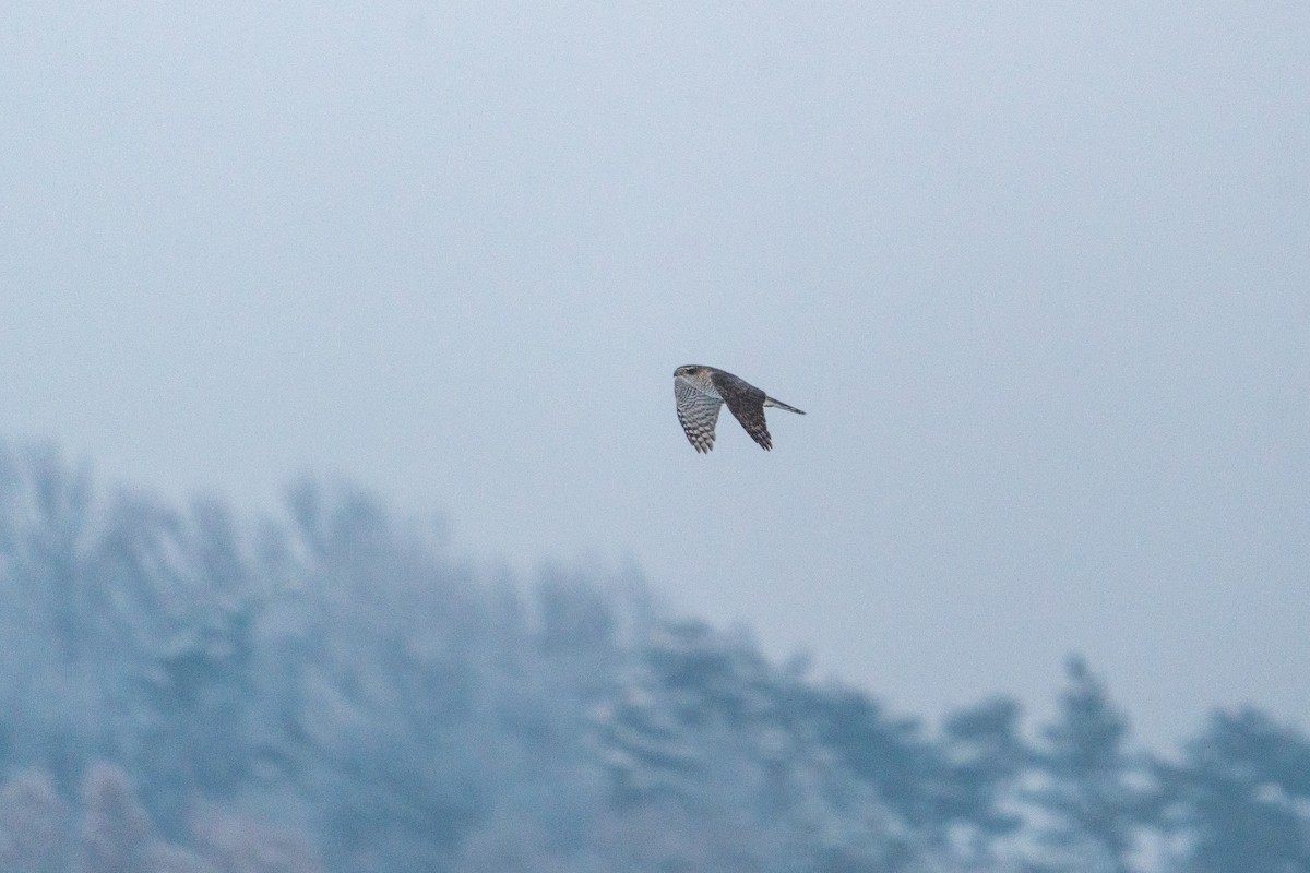 Eurasian Goshawk - ML646520174