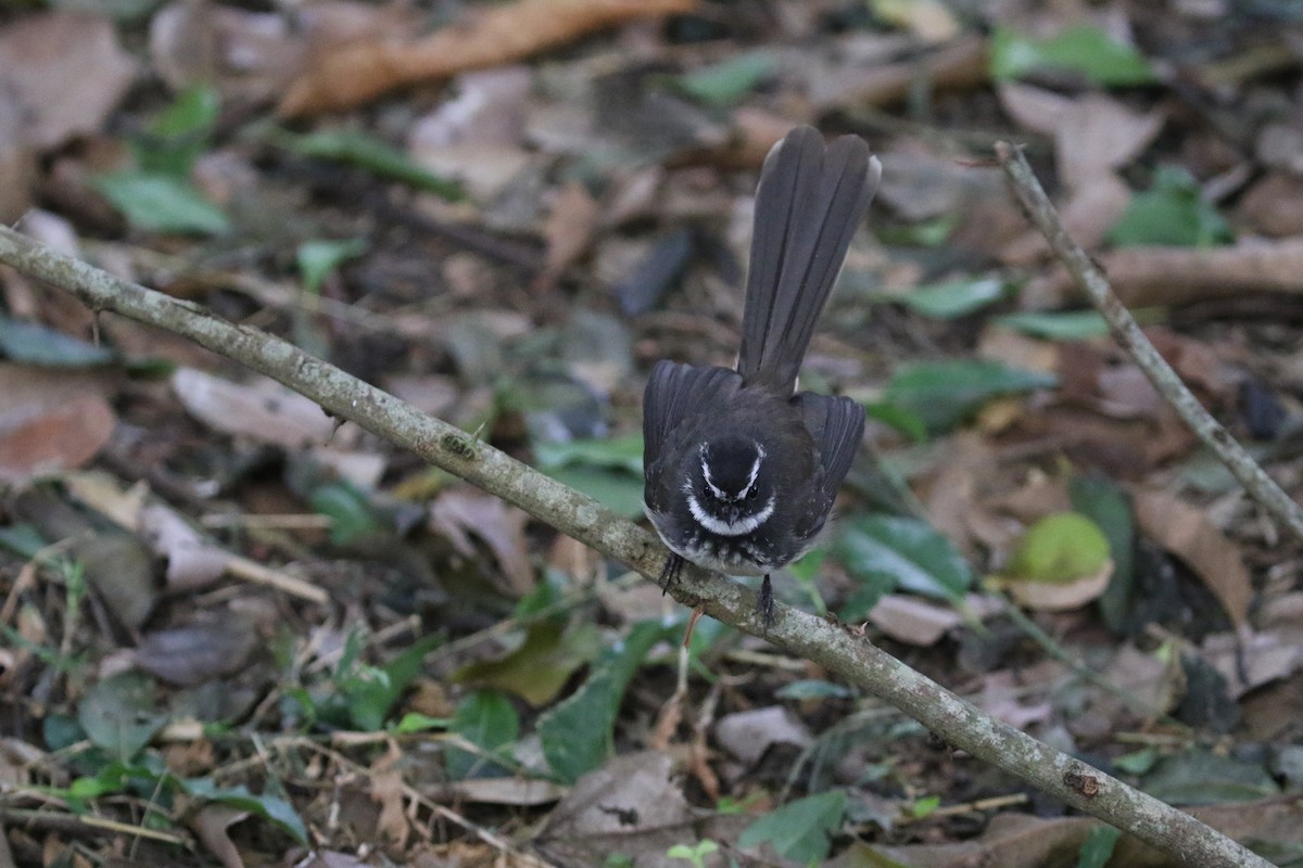 Spot-breasted Fantail - ML646520178