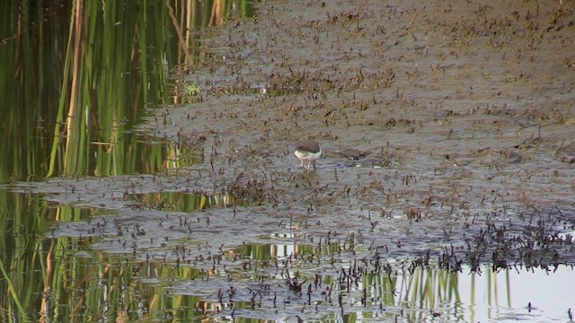 Common Sandpiper - ML646520188
