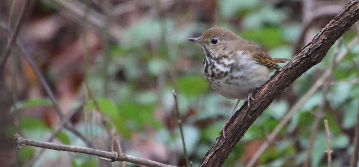 Grive solitaire - ML646520196