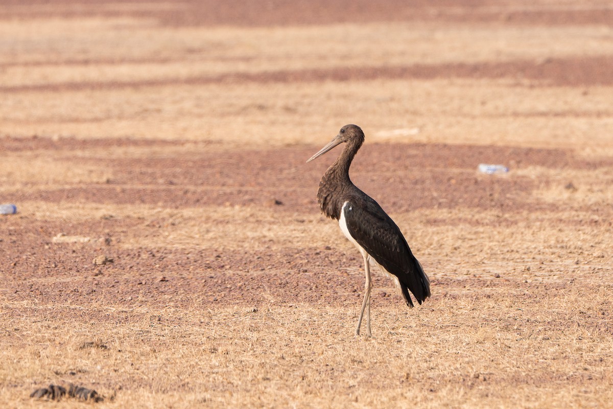 ナベコウ - ML646520197