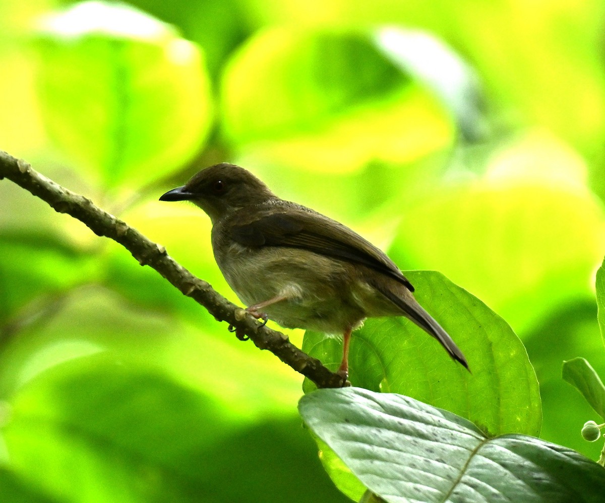 Olive-winged Bulbul - ML646520199