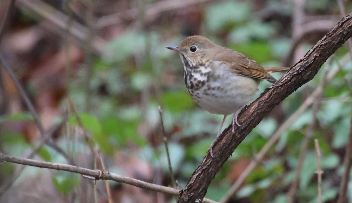 Grive solitaire - ML646520200