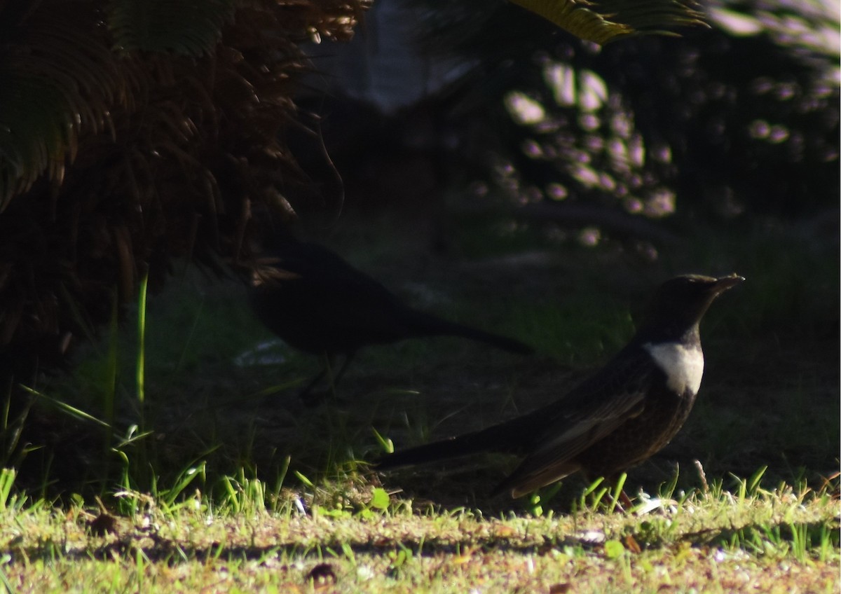 Boğmaklı Ardıç - ML646520202