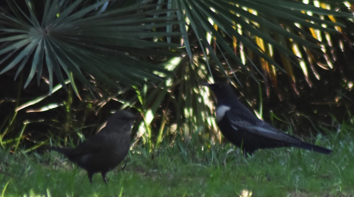 Boğmaklı Ardıç - ML646520203