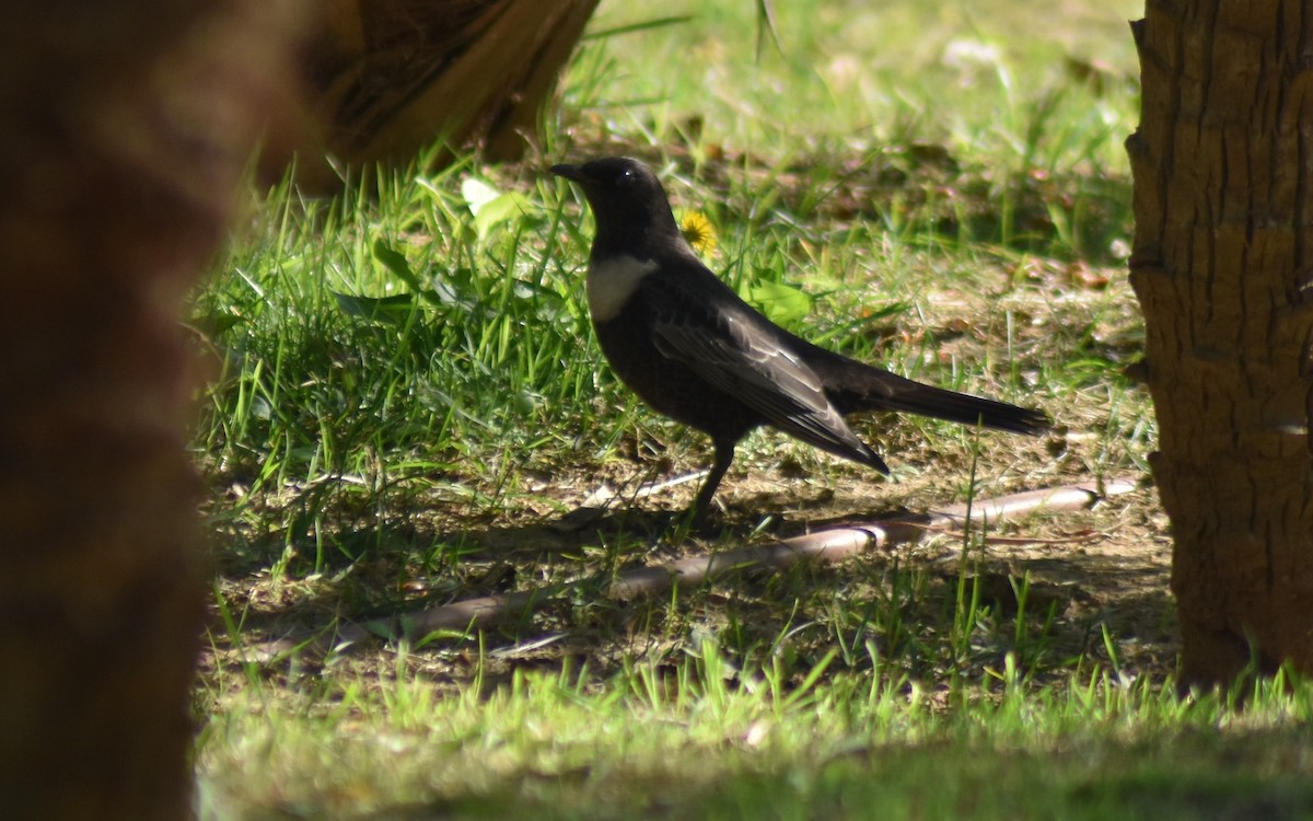 Boğmaklı Ardıç - ML646520204