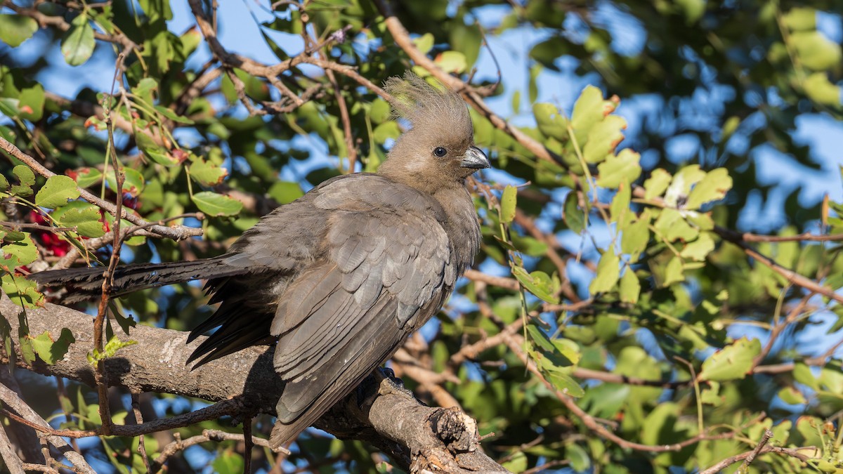 Gray Go-away-bird - ML646520205