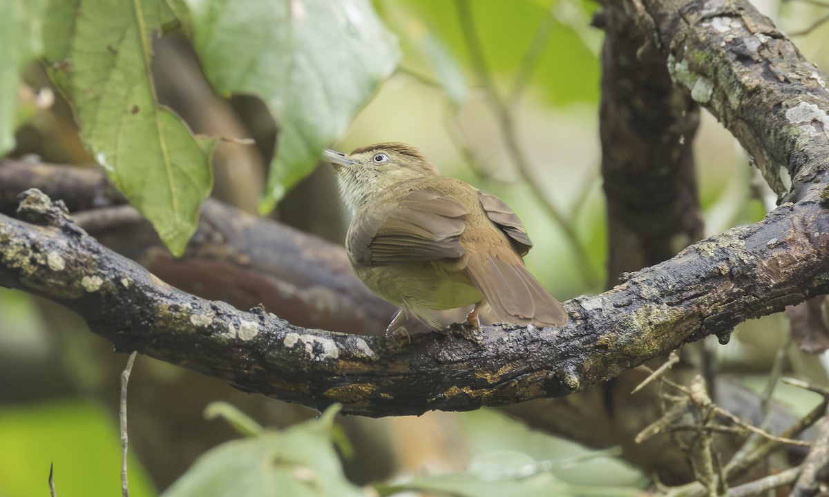 オリーブヒヨドリ（cinnamomeoventris） - ML646520208