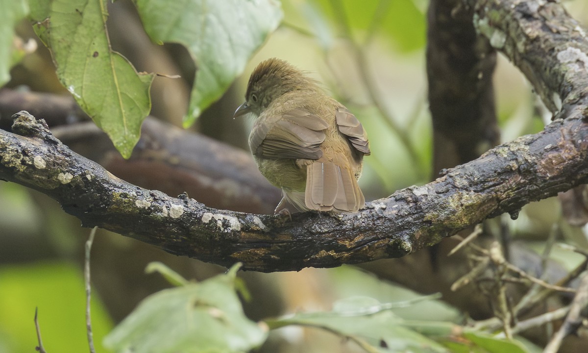 オリーブヒヨドリ（cinnamomeoventris） - ML646520209