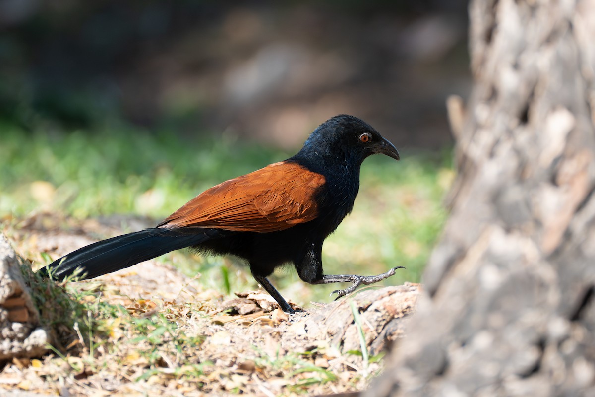 Greater Coucal - ML646520213