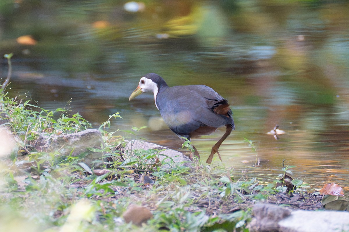 White-breasted Waterhen - ML646520215