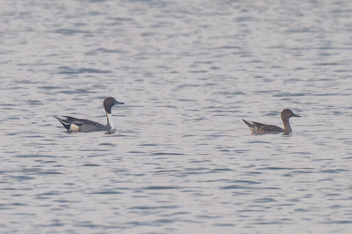 Ánade Rabudo - ML646520216