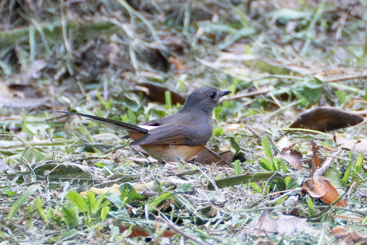 White-rumped Shama - ML646520217
