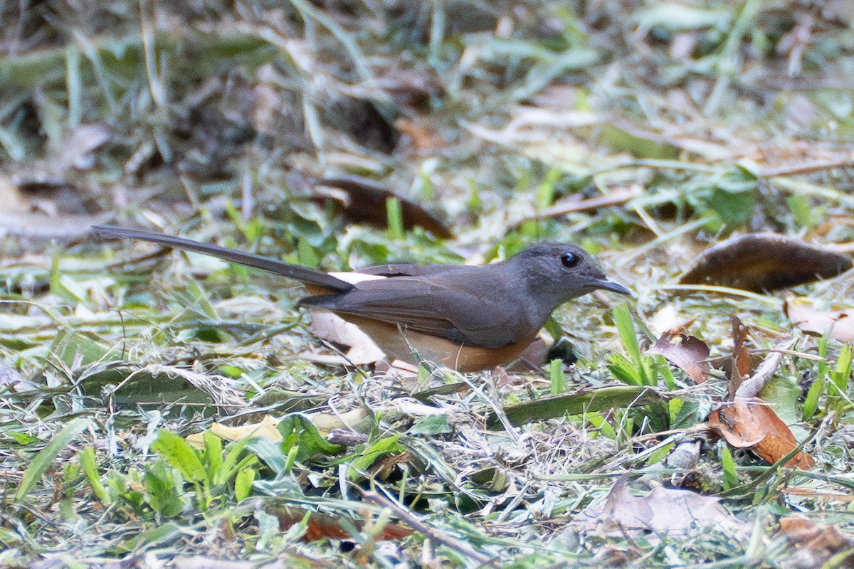 White-rumped Shama - ML646520218