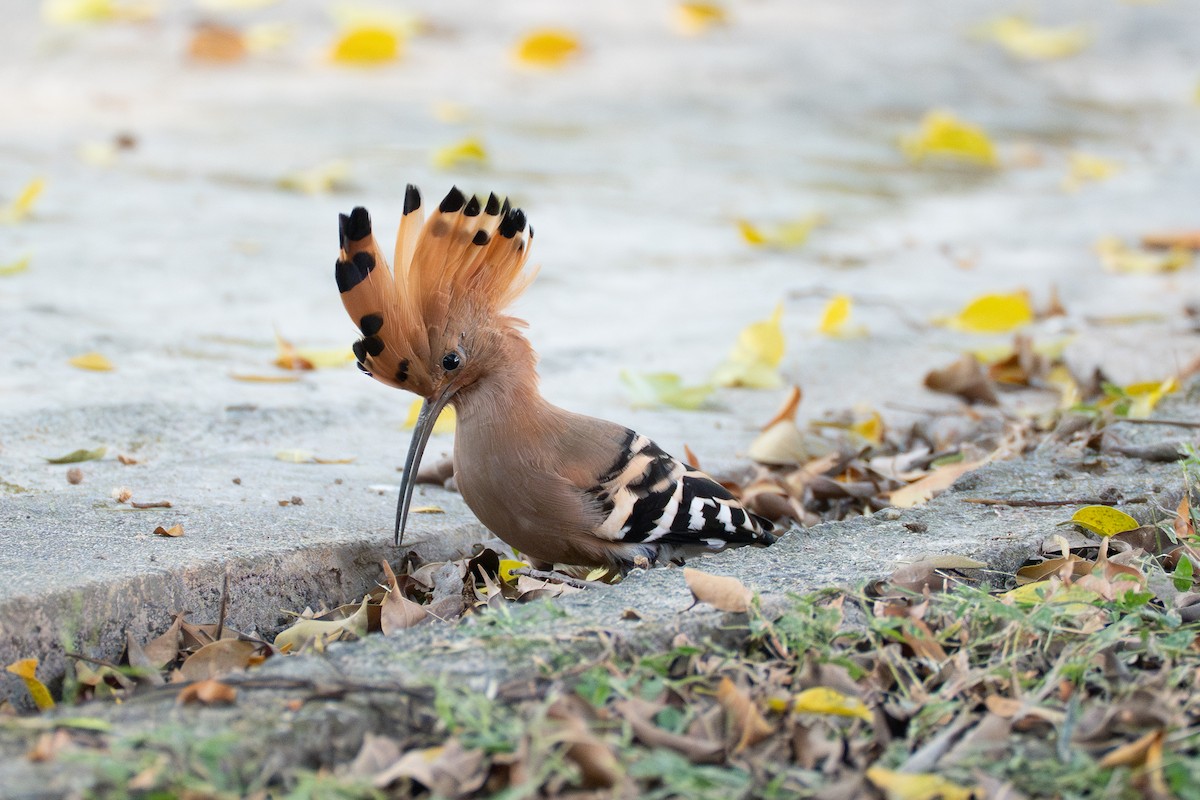 Common Hoopoe - ML646520225
