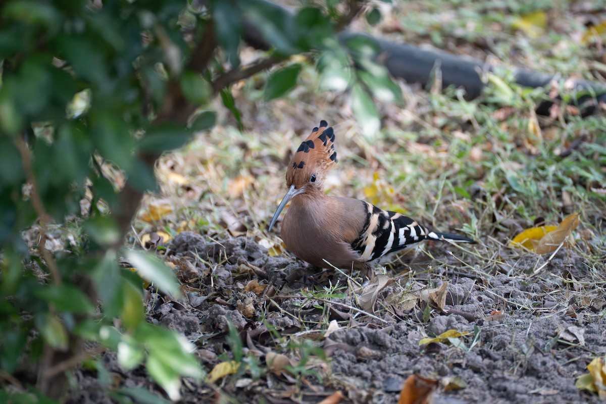 Common Hoopoe - ML646520226