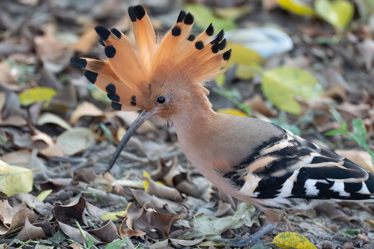 Common Hoopoe - ML646520227