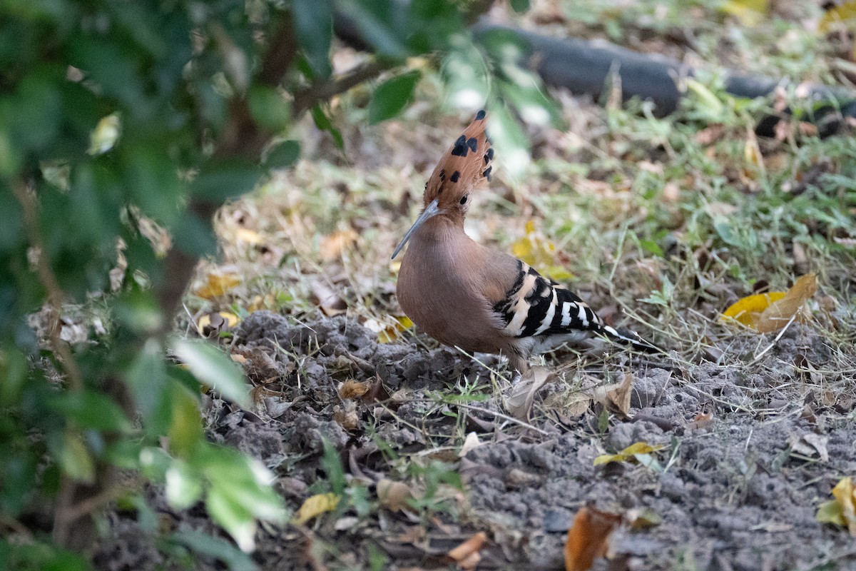 Common Hoopoe - ML646520228