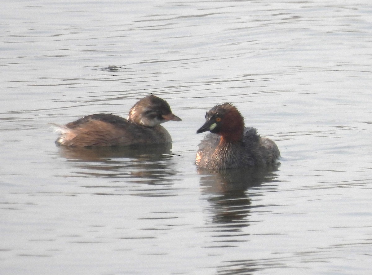 カイツブリ - ML646520229