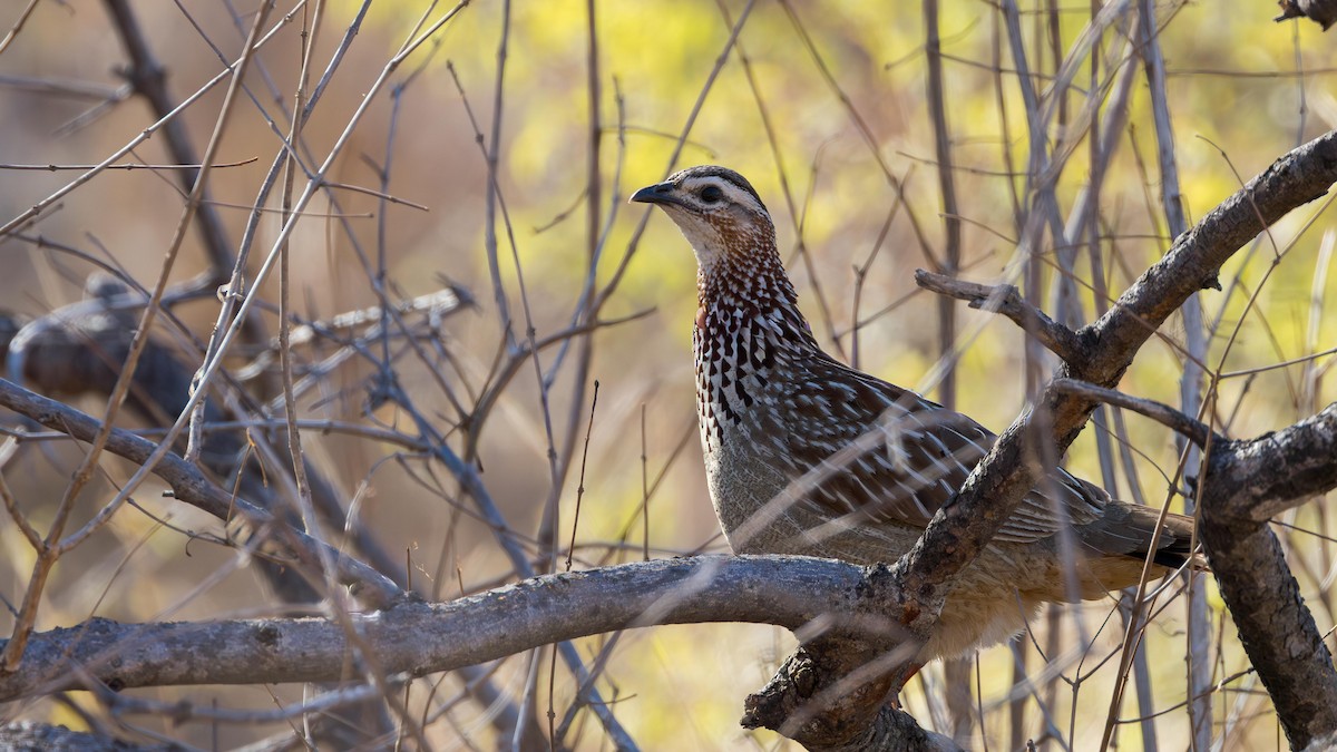 Crested Francolin - ML646520230