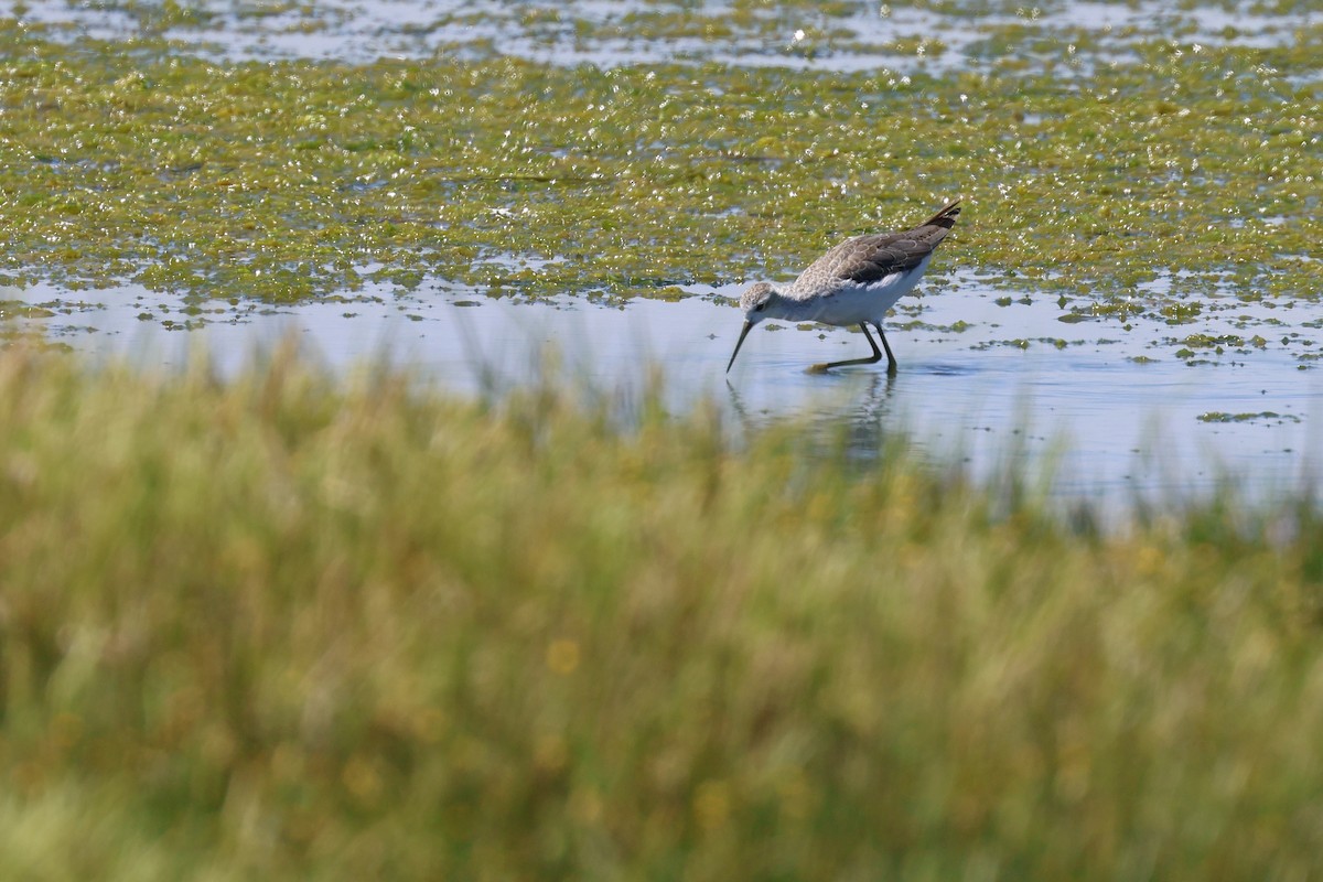 Бүрдний хөгчүү - ML646520232