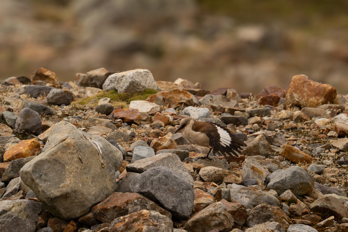 Weißbauch-Uferwipper - ML646520236