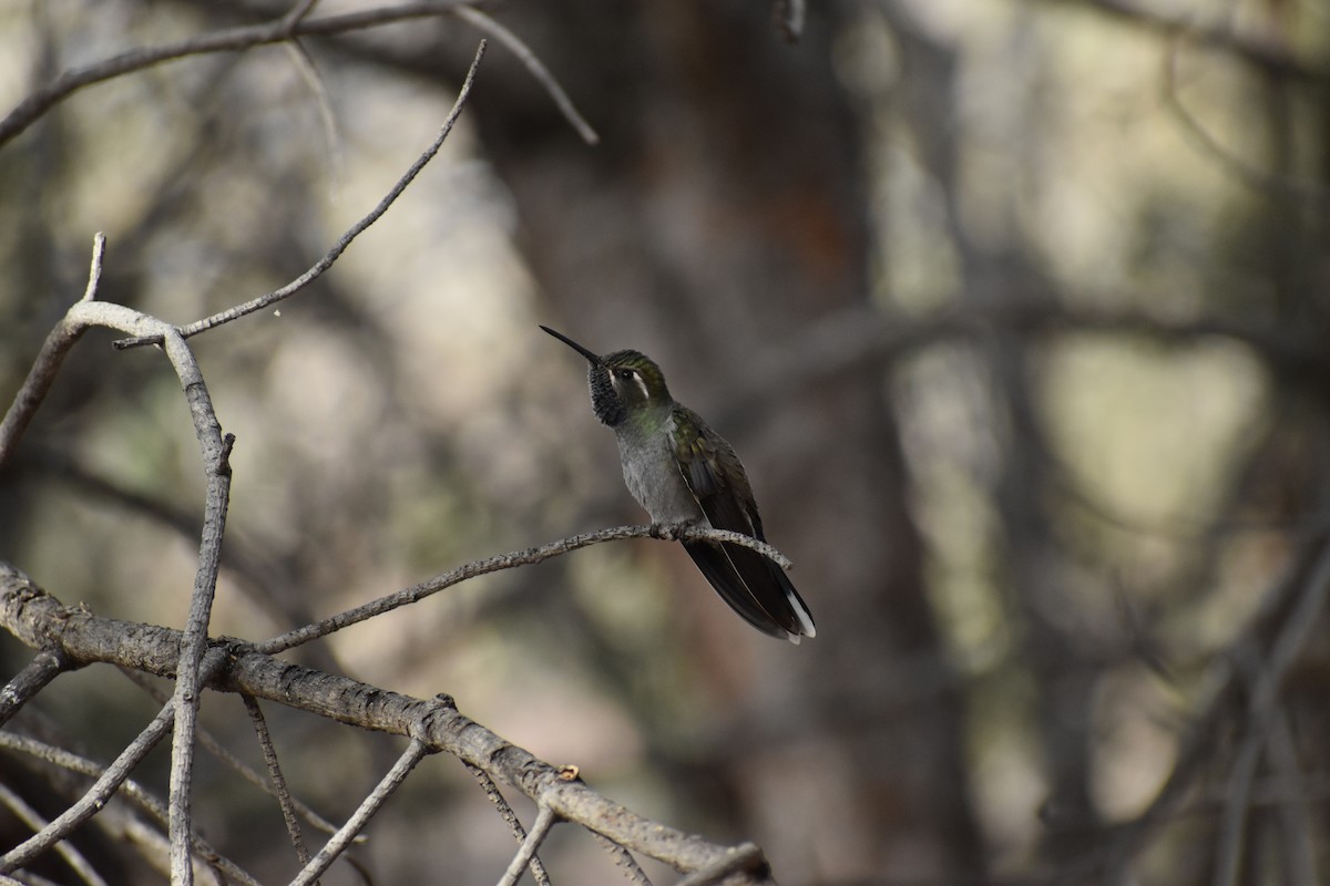 Blue-throated Mountain-gem - ML646520239