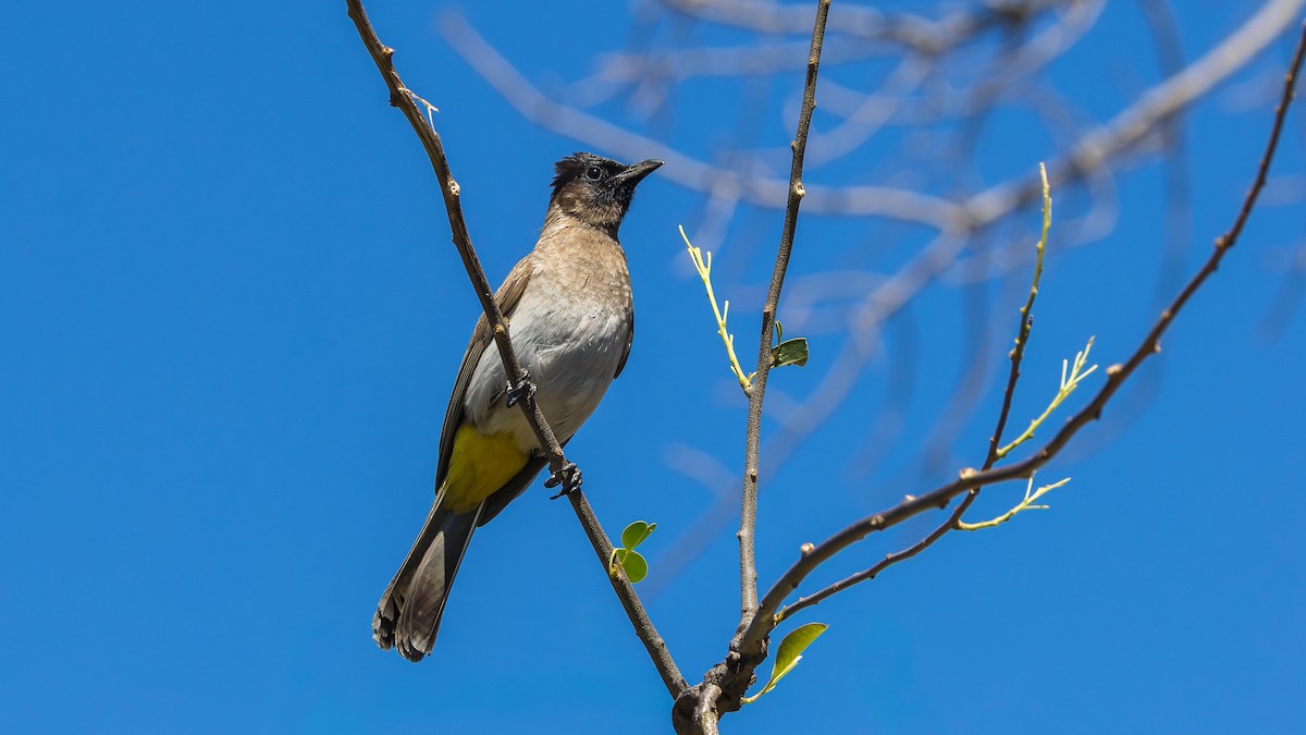 Common Bulbul - ML646520241