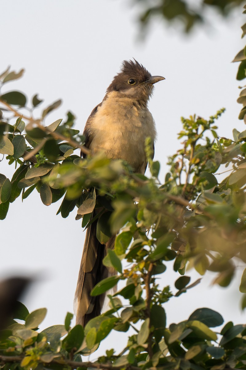 Críalo Blanquinegro - ML646520242