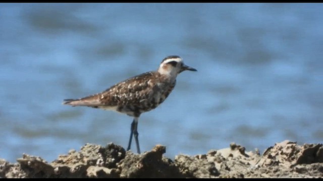 American Golden-Plover - ML646520243