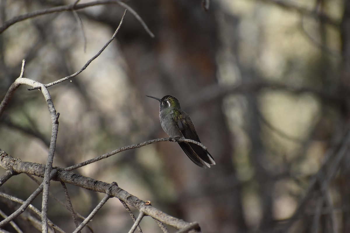 Blue-throated Mountain-gem - ML646520244