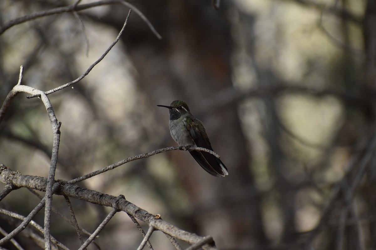 Blue-throated Mountain-gem - ML646520245