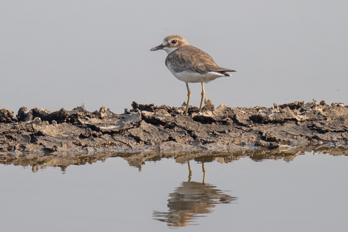 Chorlitejo Mongol - ML646520247