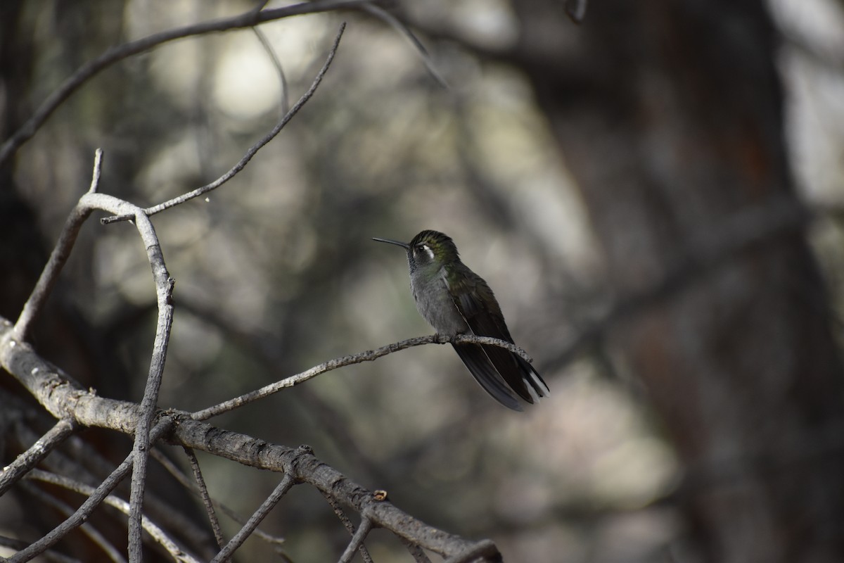 Blue-throated Mountain-gem - ML646520249