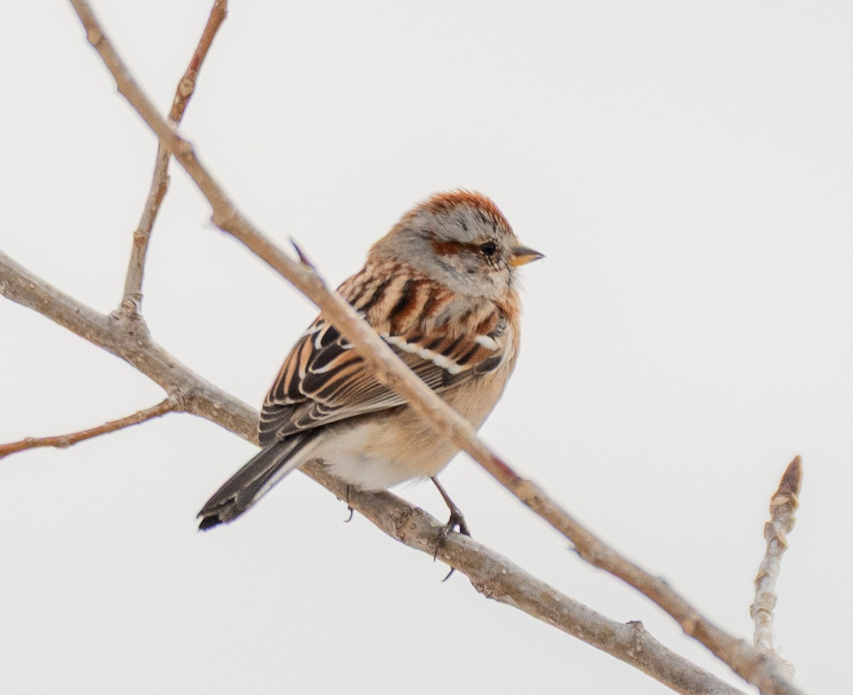 American Tree Sparrow - ML646520250