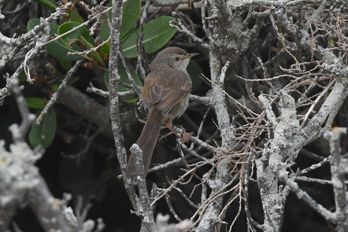Принія плямистогруда - ML646520251