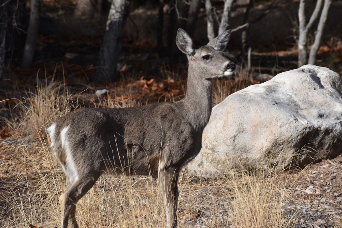 Coues's White-tailed Deer - ML646520256
