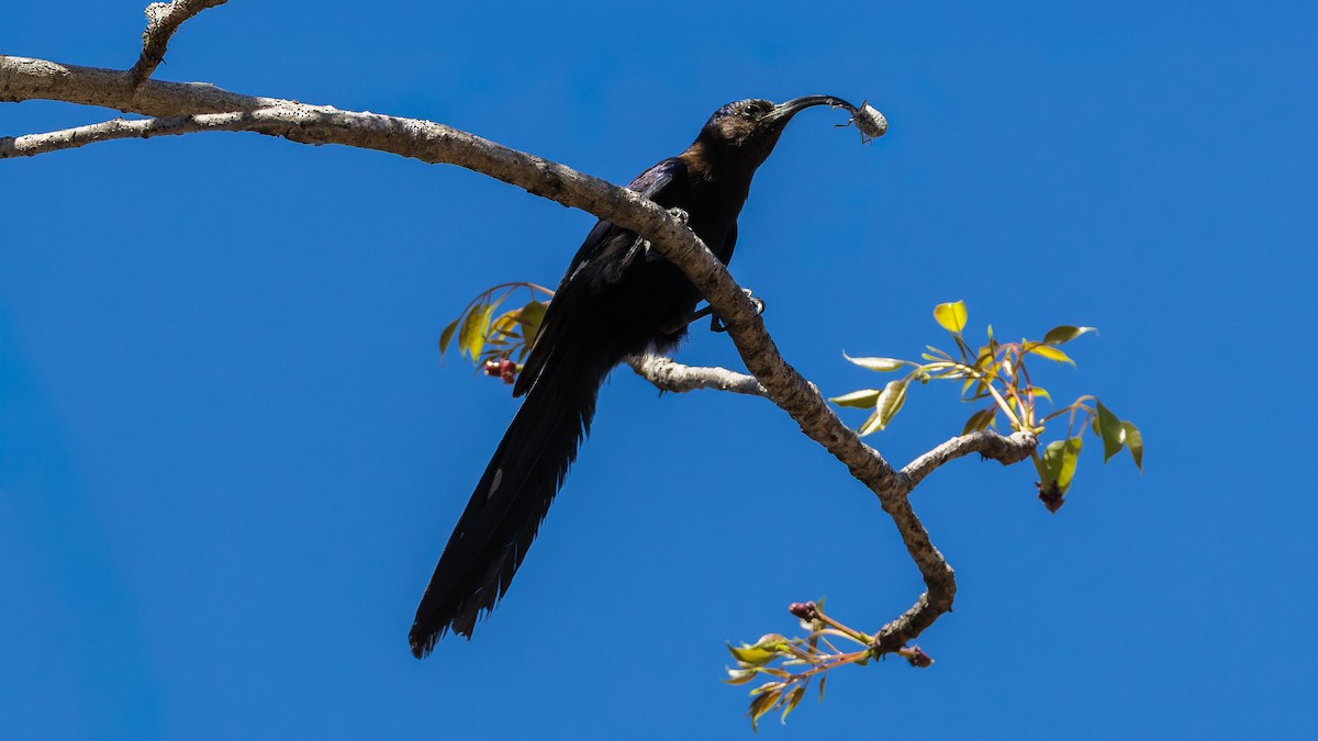 Common Scimitarbill - ML646520257