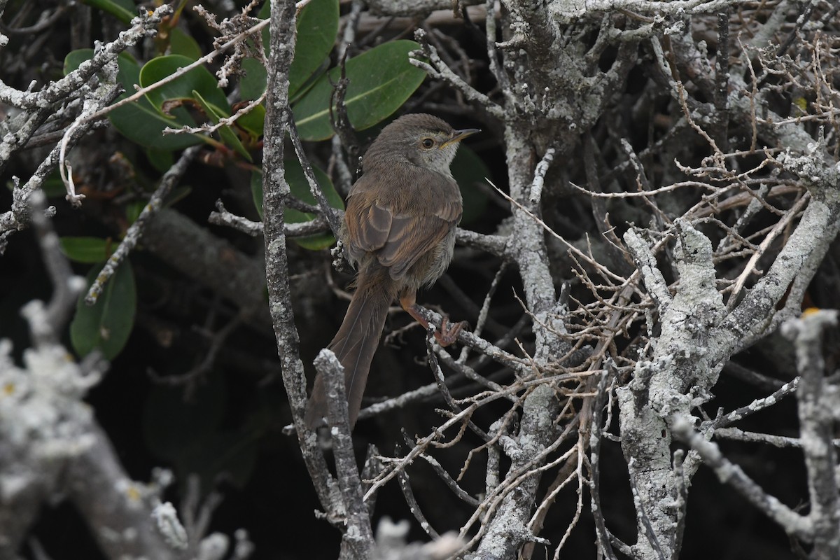 Принія плямистогруда - ML646520260